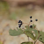 Maple-leaf Viburnum by Newton H. Ancarrow