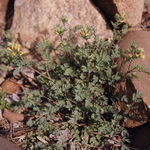 Yellow Corydalis (Yellow Fumewort) by Newton H. Ancarrow