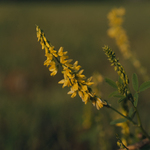 Yellow (White) Sweet Clover by Newton H. Ancarrow