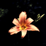 Common Daylily by Newton H. Ancarrow