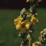 Common Mullein by Newton H. Ancarrow