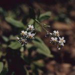 True Forget-Me-Not by Newton H. Ancarrow
