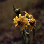 Yellow Crownbeard (Leaf Cup) by Newton H. Ancarrow