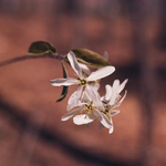 Downy Serviceberry (June Berry) by Newton H. Ancarrow