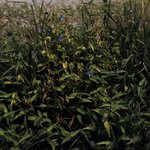 Virginia Dayflower by Newton H. Ancarrow