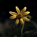 Thinleaf Sunflower by Newton H. Ancarrow