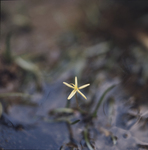 Water Stargrass by Newton H. Ancarrow