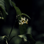 West Indian Nightshade by Newton H. Ancarrow