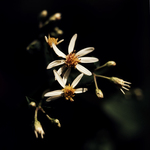 White Wood Aster by Newton H. Ancarrow