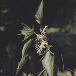 Stinging Nettle by Newton H. Ancarrow