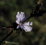 Chicory by Newton H. Ancarrow