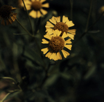 Common Sneezeweed by Newton H. Ancarrow