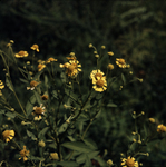 Common Sneezeweed by Newton H. Ancarrow