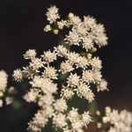 White Snakeroot by Newton H. Ancarrow