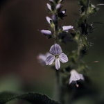 Common Speedwell by Newton H. Ancarrow