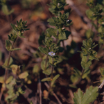 Thyme-leaved Speedwell by Newton H. Ancarrow