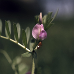 Common Vetch by Newton H. Ancarrow