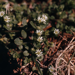 Common Chickweed by Newton H. Ancarrow