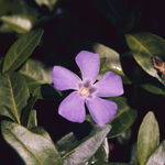 Common Periwinkle by Newton H. Ancarrow