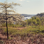 [Cornus florida (dogwood) on south bank looking east to the Boulevard Bridge, James River, Richmond, Va.] by Newton H. Ancarrow