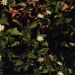Star Chickweed by Newton H. Ancarrow