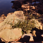 [Bidens alba growing on granite outcrop, James River, Richmond, Va.] by Newton H. Ancarrow