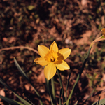 Daffodil by Newton H. Ancarrow