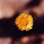 Coltsfoot by Newton H. Ancarrow
