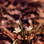 Spring Beauty by Newton H. Ancarrow