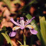 Dwarf Crested Iris by Newton H. Ancarrow