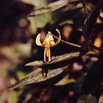 American Trout Lily by Newton H. Ancarrow