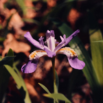Dwarf Crested Iris by Newton H. Ancarrow