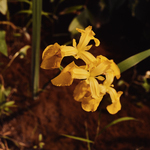 Yellow Flag Iris by Newton H. Ancarrow