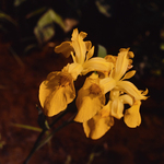Yellow Flag Iris by Newton H. Ancarrow