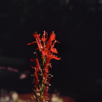 Cardinal Flower by Newton H. Ancarrow