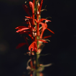 Cardinal Flower by Newton H. Ancarrow