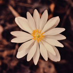 Blood Root by Newton H. Ancarrow