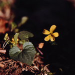Downy Yellow Violet by Newton H. Ancarrow