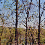 [Asmina triloba- Pawpaw blooms on north bank, James River, Richmond, Va.] by Newton H. Ancarrow