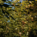Strawberry Bush by Newton H. Ancarrow