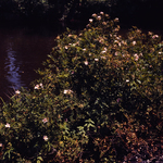 Swamp Rose by Newton H. Ancarrow