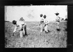 Boys Flushing Rabbits by Photographer unknown