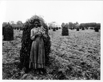 Woman and Peanut Harvest by Huestis P. (Huestis Pratt) Cook