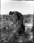 Picking Cotton in North Carolina by Cook Studio