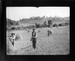 Cradling Wheat, Orange County, Virginia