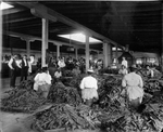 Stripping Tobacco by Hand in Richmond Factory by Cook Studio