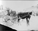 Boy in Ox Cart by Photographer unknown