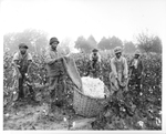 Picking Cotton, Surry County
