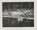 Girl Scout Camp Scene