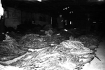 Tobacco sale at Middle Warehouse, Farmville, Va., 1962-1962